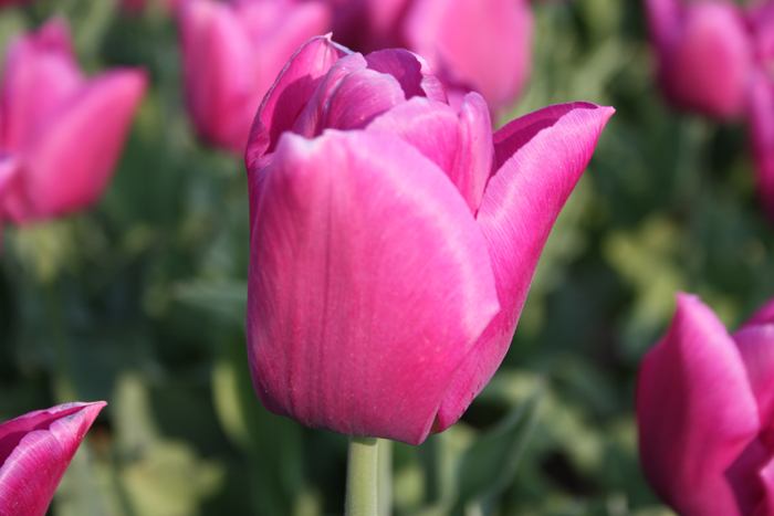 Passionale close up